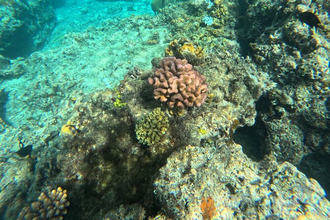Dive Into Paradise: Snorkel Adventure at Paradise Cove - What the boat setup means in practice