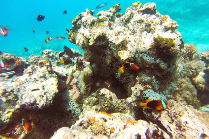 Dive Into Paradise: Snorkel Adventure at Paradise Cove - The value of $68.14 per person