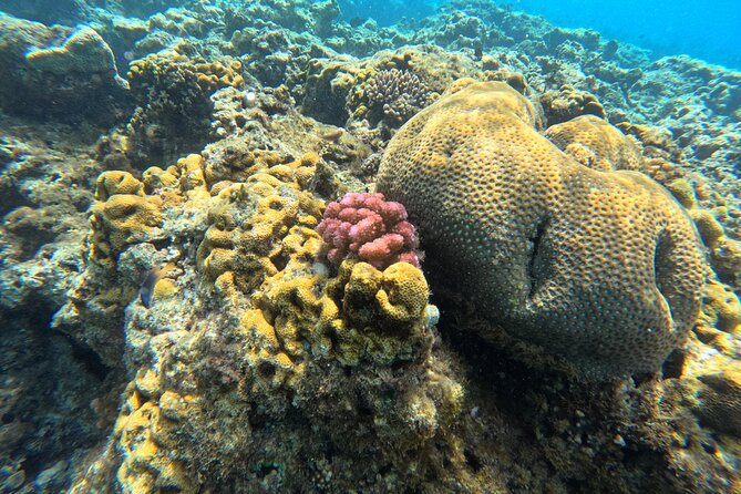 Dive Into Paradise: Snorkel Adventure at Paradise Cove - Rosen and the human side of the trip