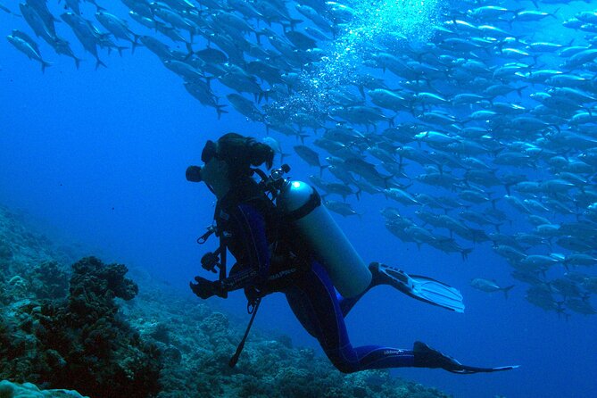 Diving day - Key points at a glance