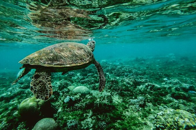 Diving day - Pickup from Puna’auia and the Marina Taina start