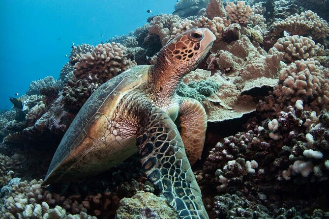 Diving day - The first descent: marine life and unusual sites