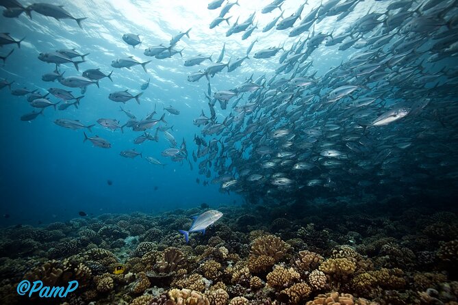 Double Diving Adventure Exploration for Certified Divers - Equipment, boats, and the working side of the outing