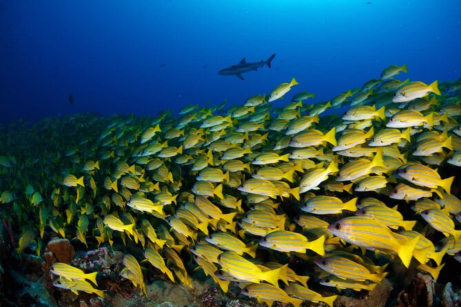 Double Diving Adventure Exploration for Certified Divers - How the price holds up at $240.50