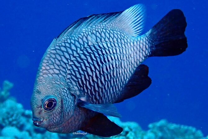 Double Diving Adventure Exploration for Certified Divers - Weather, fitness, and cancellation rules