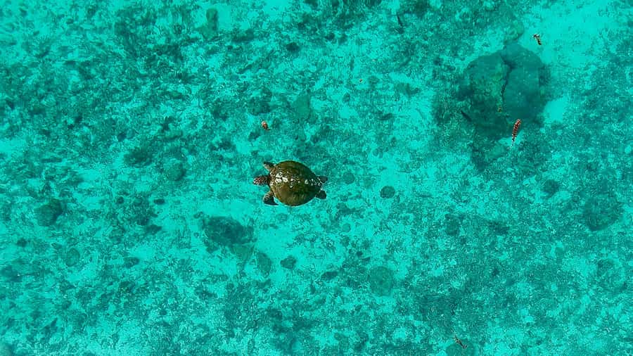 E-Board private tour of Moorea lagoon - The $95 price and what it buys you