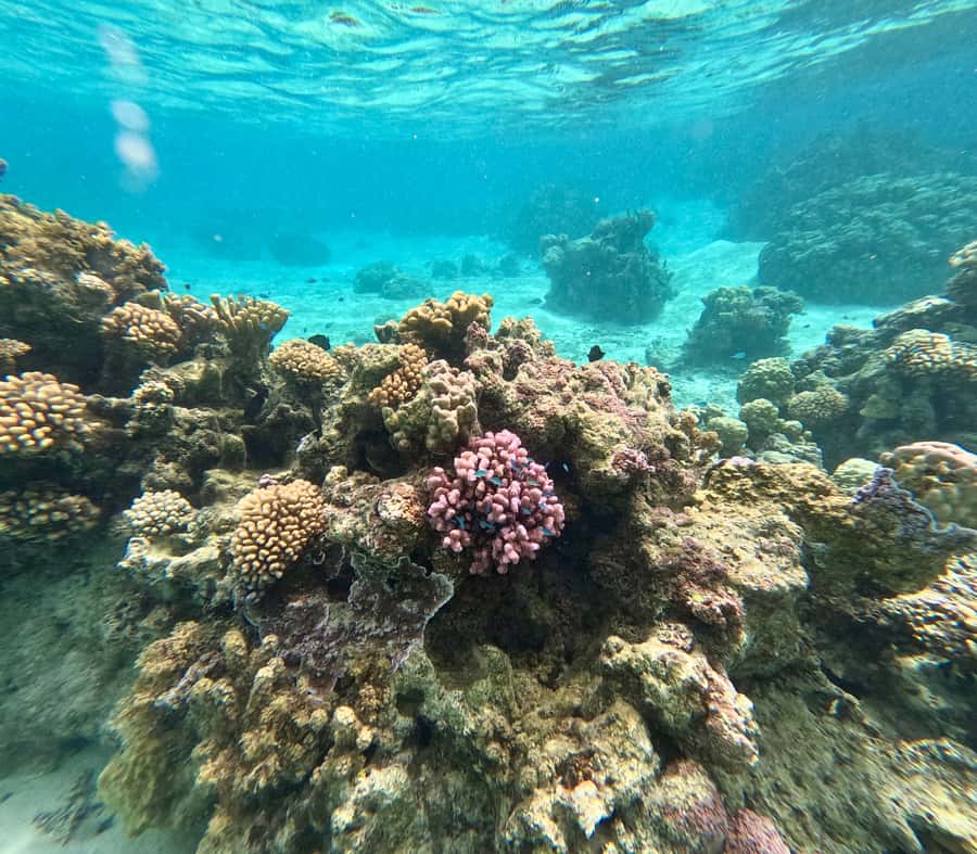 E-Board private tour of Moorea lagoon - What to bring and what to leave behind