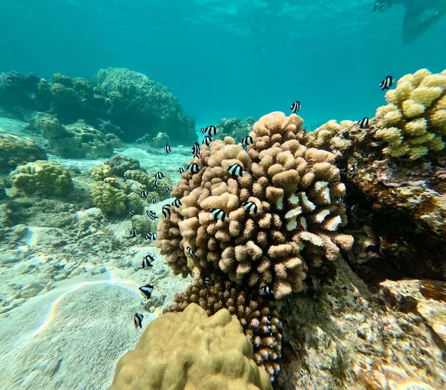 E-Board private tour of Moorea lagoon - Should you book the E Board tour?