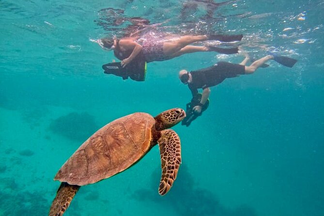 Eco Friendly Sea Scooter Turtle Tour in Rarotonga - Key points to know before you book