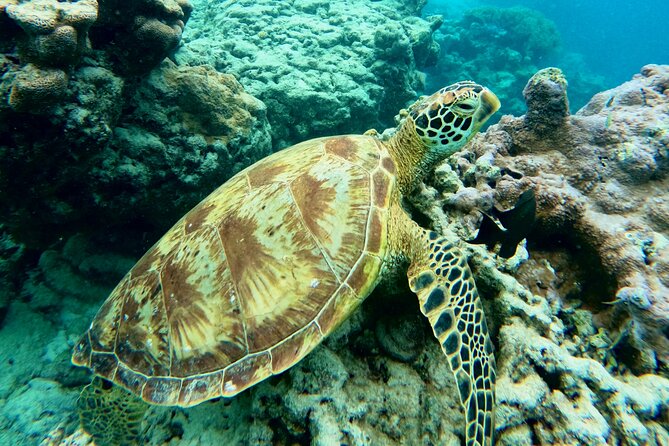 Eco Friendly Sea Scooter Turtle Tour in Rarotonga - Swimming beside turtles, rays, and fish