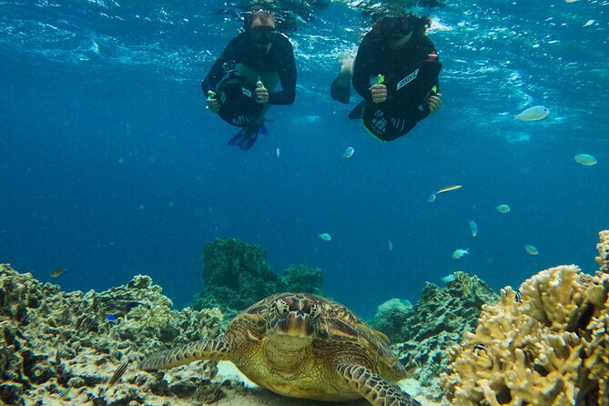 Eco Friendly Sea Scooter Turtle Tour in Rarotonga - Fruit, coconut, and the small-group feel