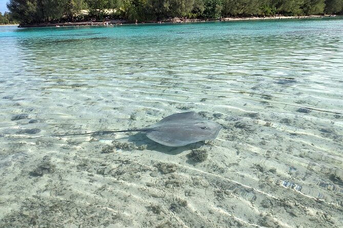 Eco guided excursion to the lagoon of Moorea in a transparent kayak Afternoon 2h - The snorkeling stop and shallow reef areas