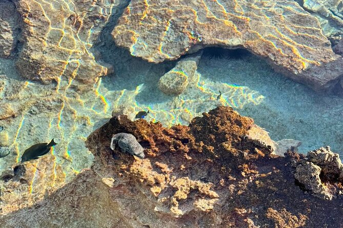 Excursion The Blue Lagoon and Reef Island - One day across Rangiroa’s wide lagoon