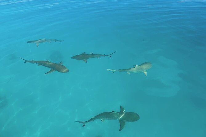Excursion The Blue Lagoon and Reef Island - Snorkeling in Rangiroa’s coral garden