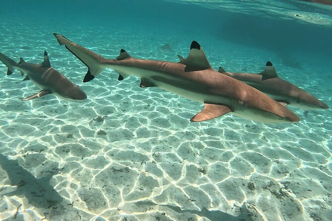 Exploration, Taha'a Lagoon Tour by Private Boat - A private morning on Tahaa Lagoon