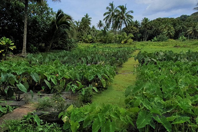 'Explore' Rarotonga Guided Bike Tour with Lunch and Swim - Lunch under coconut trees by the sea