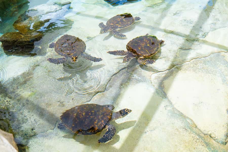Fiji: Beachcomber Island Day Cruise with Snorkelling - Kokoda making and Fijian culture