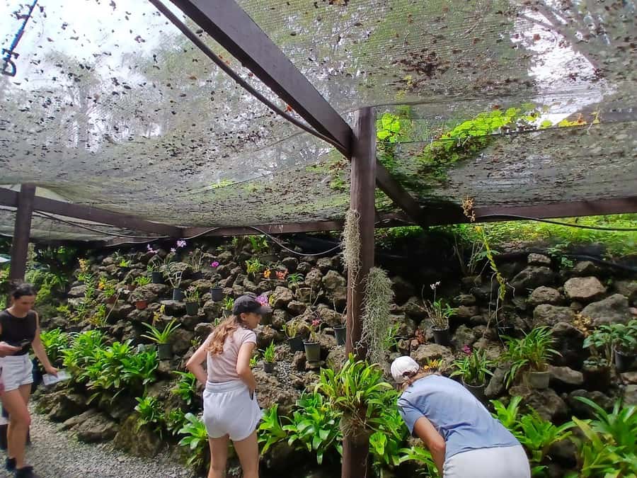 FIJI: Garden of the Sleeping Giant - Why this garden is worth a half-day