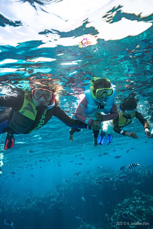 Fiji: Kuata Island Marine Conservation Experience Full Day - What the coral regeneration program adds