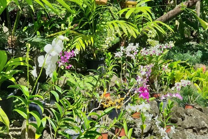 Fiji Lautoka Shore Excursions Tour - Viseisei and Fiji’s ancestral story