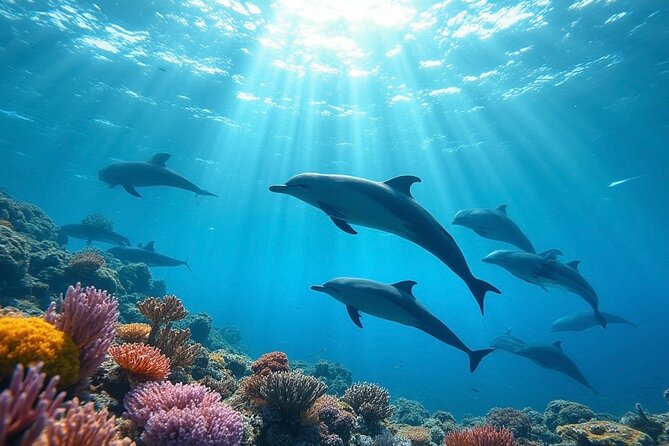 Fiji’s Best Dolphins tour and Snorkeling Adventure - Key points to know before you book