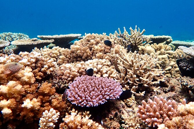 Fiji’s Best Dolphins tour and Snorkeling Adventure - From Nadi to Rakiraki, the day starts on the road