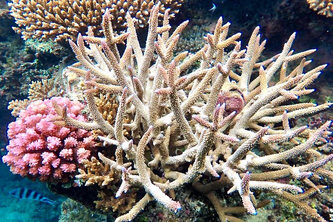 Fiji’s Best Dolphins tour and Snorkeling Adventure - Hand-line fishing gives the tour a Fijian touch