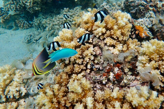 Fiji’s Best Dolphins tour and Snorkeling Adventure - Snorkeling is likely the strongest part of the outing