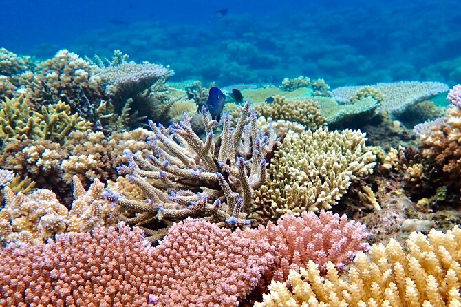 Fiji’s Best Dolphins tour and Snorkeling Adventure - The tidal sandbar is brief but photogenic