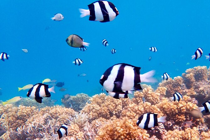 Fiji’s Best Dolphins tour and Snorkeling Adventure - Lunch keeps the price from climbing further