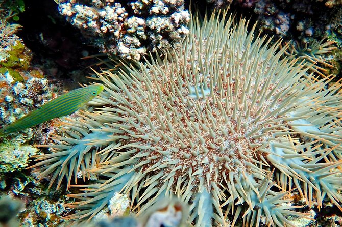 Fiji’s Best Dolphins tour and Snorkeling Adventure - The day suits active families more than slow sightseers