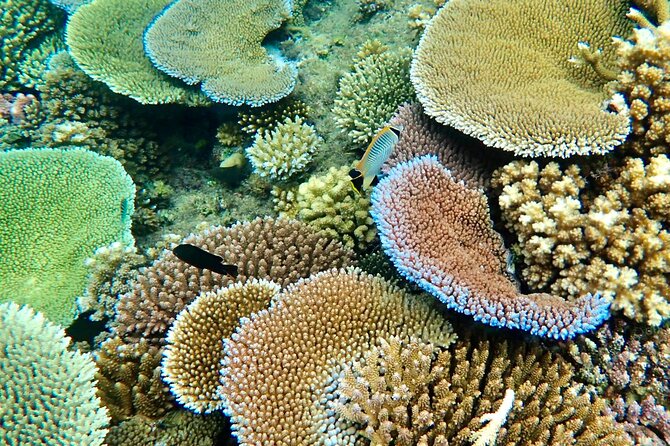 Fiji’s Best Dolphins tour and Snorkeling Adventure - Dolphin watching means following the ocean, not a schedule