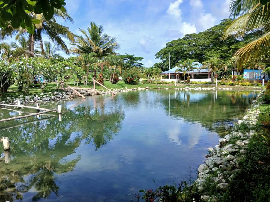 Fiji: Tifajek Mud Pool & Hotspring Tours & Tickets - Who should book this experience?