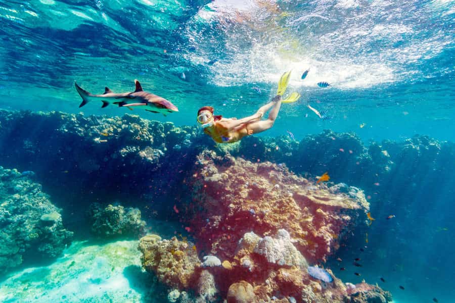 Fiji: Ultimate Encounters Snorkel with Sharks and Lunch - From Port Denarau to the Yasawa Islands