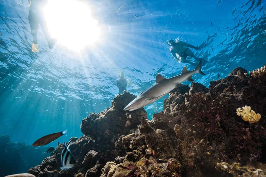 Fiji: Ultimate Encounters Snorkel with Sharks and Lunch - Arriving at Barefoot Kuata