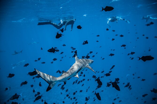 Full-Day Bora Bora Lagoon Cruise Including Snorkeling with Sharks and Stingrays - Lunch on the private motu