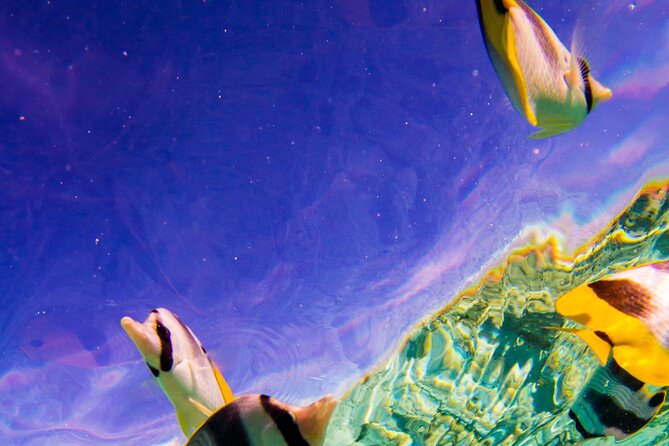 Full-Day Bora Bora Lagoon Cruise Including Snorkeling with Sharks and Stingrays - Pickup, port access, and timing