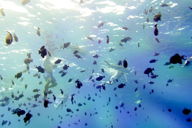 Full-Day Bora Bora Lagoon Cruise Including Snorkeling with Sharks and Stingrays - First stop at the Coral Gardens