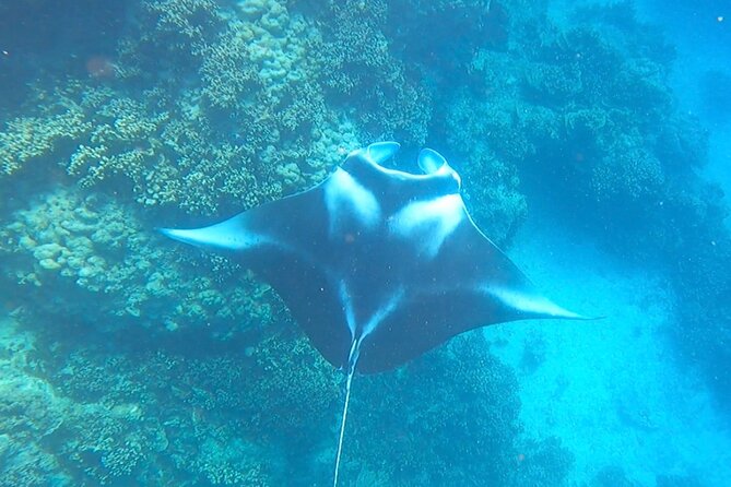 Full-day Lagoon Safari Tour with Lunch in Bora Bora - Shared tour - Timing, meeting point, and practical planning