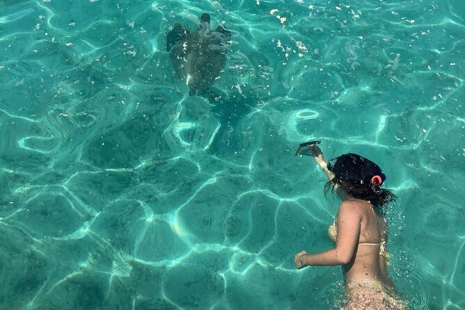 Full Day Nouméa Signal Island Turtle Tour - Key points before you book