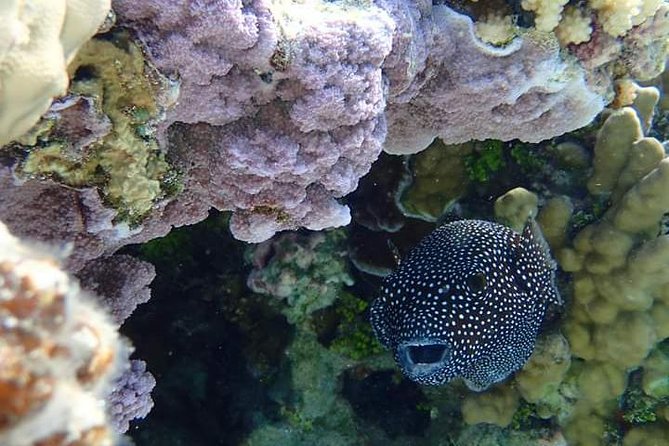Full-Day Private Boat Tour of Bora Bora Lagoon with Snorkel - Rays, sharks, and reef fish in clear water