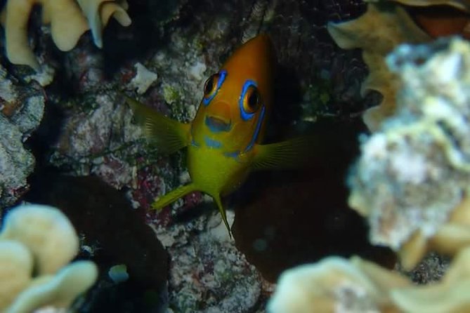 Full-Day Private Boat Tour of Bora Bora Lagoon with Snorkel - Afternoon exploration at your own pace