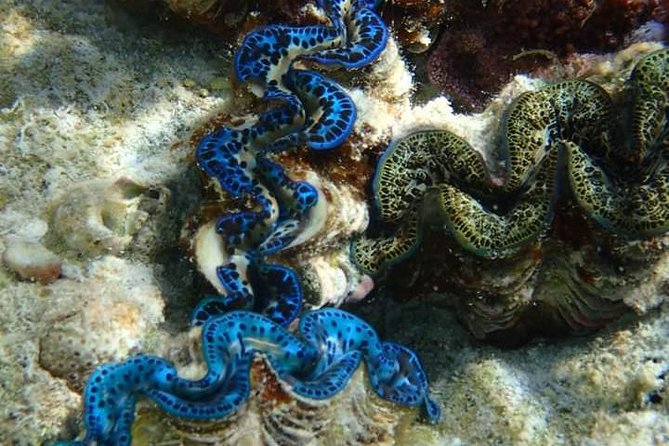 Full-Day Private Boat Tour of Bora Bora Lagoon with Snorkel - Morning snorkeling at Coral Canyon