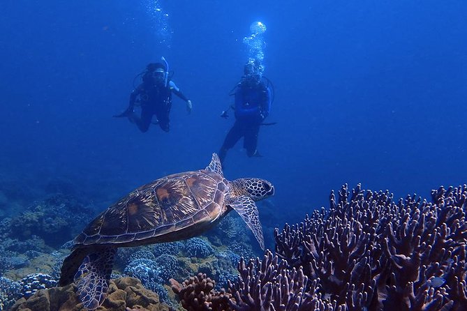 Guam's Best Beach Diving! Beginner and Advanced Dives - Why this Guam shore outing works for beginners