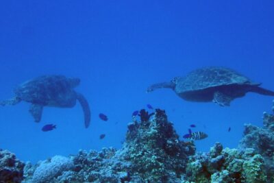 Guam’s Best Beach Diving! Beginner and Advanced Dives