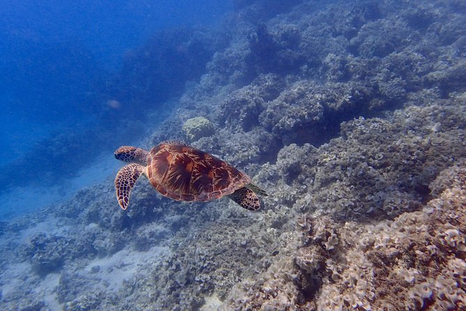Guam's Best Beach Diving! Beginner and Advanced Dives - The deeper section and WWII artifacts