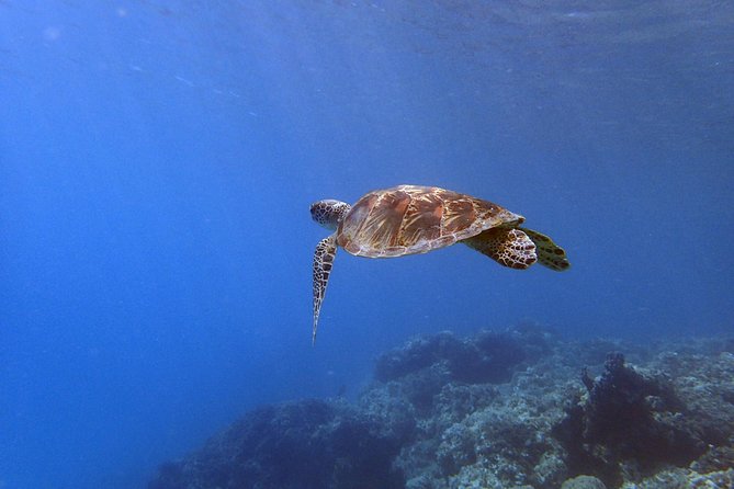 Guam's Best Beach Diving! Beginner and Advanced Dives - One session or two: choosing the right format