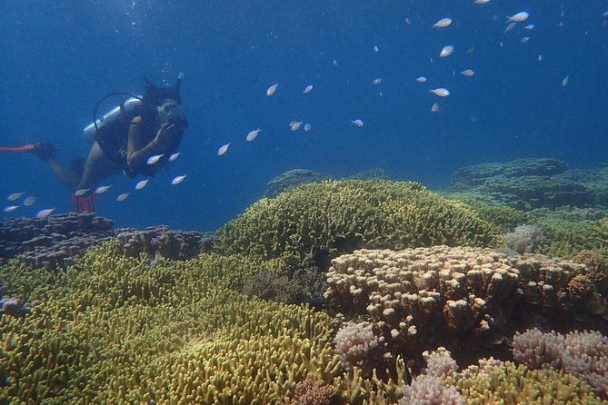 Guam's Best Beach Diving! Beginner and Advanced Dives - Price, group size, and overall value