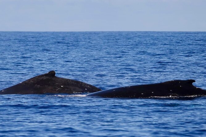 Guided Small Group Whale Watching and Swim Tour Tahiti - Setting out from Papeete Marina