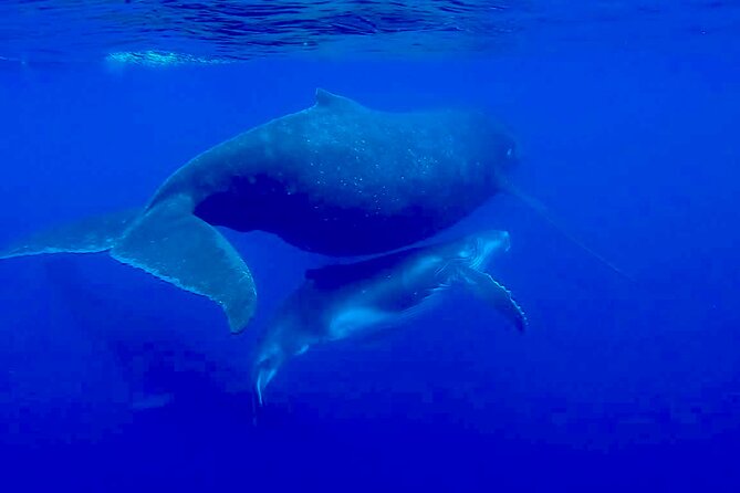 Guided Small Group Whale Watching and Swim Tour Tahiti - Lagoon stops add value when whales keep their distance